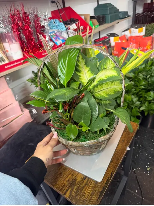 Green plant basket gift prepared in the flower shop
